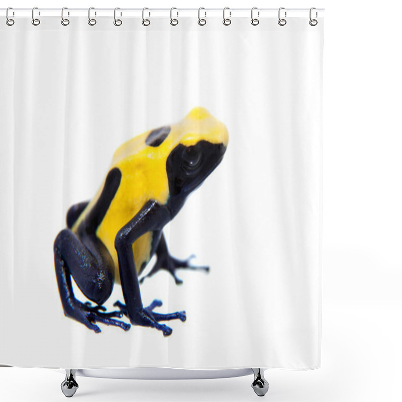 Personality  Citronella Dyeing Poison Dart Frogling, Dendrobates Tinctorius, On White Shower Curtains