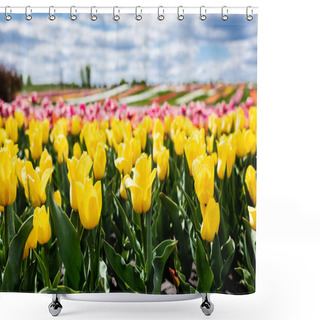 Personality  Selective Focus Of Field With Yellow Colorful Tulips Shower Curtains