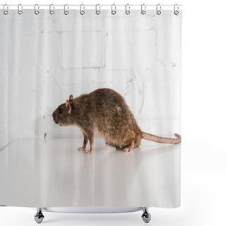 Personality  Grey And Small Rat On Table Near Brick Wall  Shower Curtains