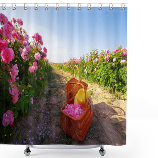 Personality  Beautiful Field Of Roses On Background Shower Curtains