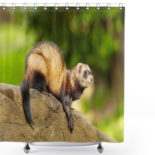 Personality  Ferret Enjoying Walking And Game In Sumer City Park Shower Curtains