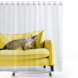 Personality  Fluffy Siamese Cat Sitting On Yellow Couch With Pillow At Home Shower Curtains