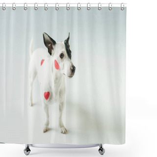 Personality  Funny Dog In Red Hearts For Valentines Day, On White Shower Curtains