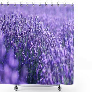 Personality  Lavender Flowers Field Shower Curtains
