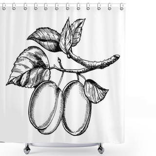 Personality  Sprig Of Plum Engraving Vector Illustration Shower Curtains
