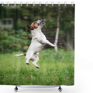 Personality  Dog Breed Jack Russell Terrier Walks On Nature Shower Curtains