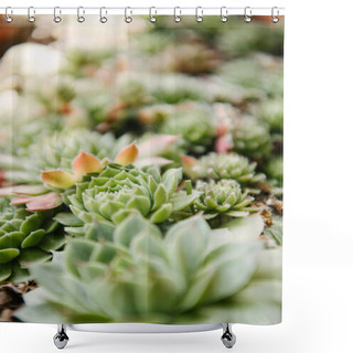 Personality  Close-up Shot Of Beautiful Sempervivum Buds Shower Curtains