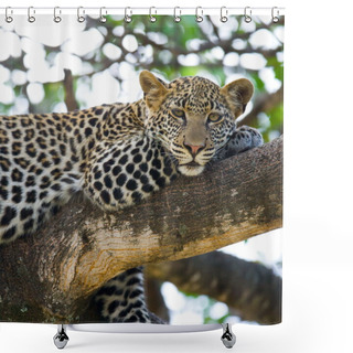 Personality  Leopard Close Up On The Tree Shower Curtains