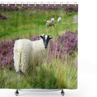 Personality  Sheep In The Scottish Highlands Shower Curtains