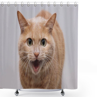 Personality  An Angry Red Cat With An Open Mouth Showing Its Teeth And Looking Directly Into The Camera. A Dangerous Pet. Rabies In Animals. Shower Curtains