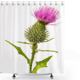 Personality  Silybum Marianum -milk Thistle Flower-head Isolated On White. Shower Curtains