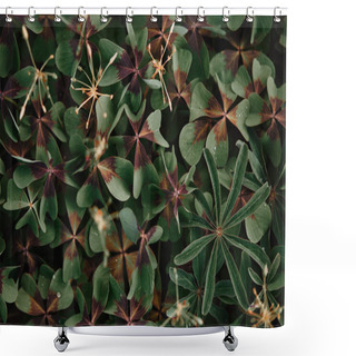 Personality  Full Frame Image Of Bronze Dutch Clover Covered By Water Drops Background  Shower Curtains