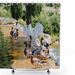 Personality  Selective Focus Of Swan With Straightened Wings And Flock Of Ducks On Shallow Water Shower Curtains