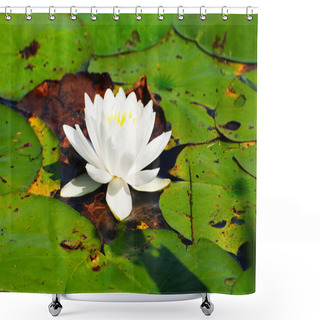 Personality  White Water Lily Surrounded By Lily Pads Shower Curtains