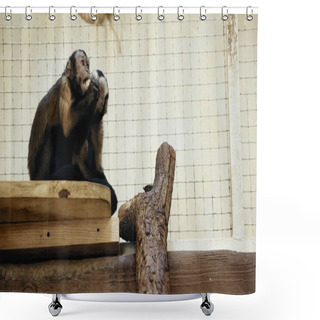 Personality  Furry And Wild Chimpanzee Sitting In Cage And Eating Bread  Shower Curtains