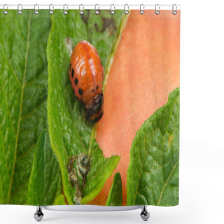 Personality  Colorado Potato Beetle Larva Eating Potato Leaf Shower Curtains