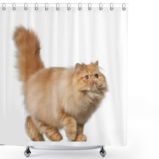 Personality  Persian Cat, 7 Months Old, In Front Of White Background Shower Curtains