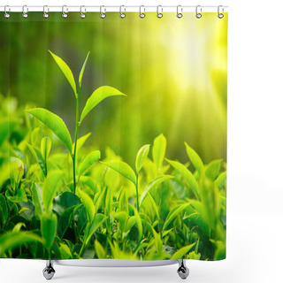 Personality  Tea Bud And Leaves Shower Curtains