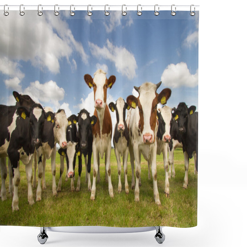 Personality  Dutch cows in a meadow shower curtains