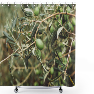 Personality  Selective Focus Of Green Olives Growing On Tree With Leaves  Shower Curtains