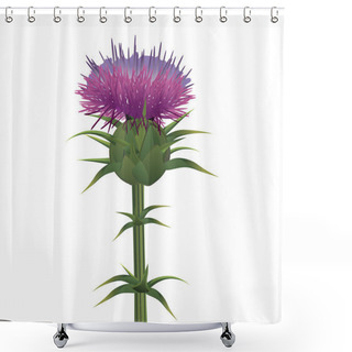 Personality  Milk Thistle , Silybum Marianum Isolated On White. Vector Shower Curtains