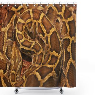 Personality  Close Up Of The Bright, Big And Colorful Anaconda Snake Shower Curtains