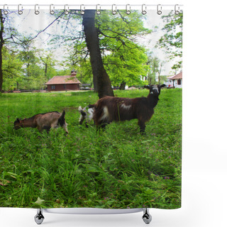 Personality  Mother Goat And Her Little Goats On The Meadow And A House In Background Shower Curtains