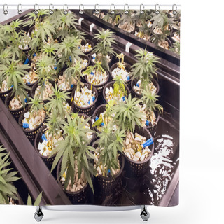 Personality  Hydroponic Beds Of Cannabis Seedlings. Cultivation Of Marijuana. Shower Curtains