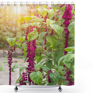 Personality  A Large Plant And A Red Amaranth Flower, Large Blooming Red Amaranth Braids Dangle Against The Background Of The Sun, Botanical Shower Curtains