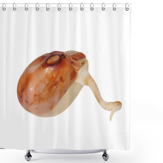 Personality  Macro Germinating Bean Isolated On White Background Shower Curtains