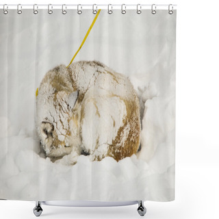 Personality  Dogs, Sled Dogs Shower Curtains