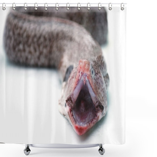Personality  Mouth Of Moray Eel Shower Curtains