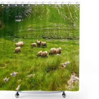 Personality  Flock Of Sheep Grazing On Valley In Durmitor Massif, Montenegro Shower Curtains