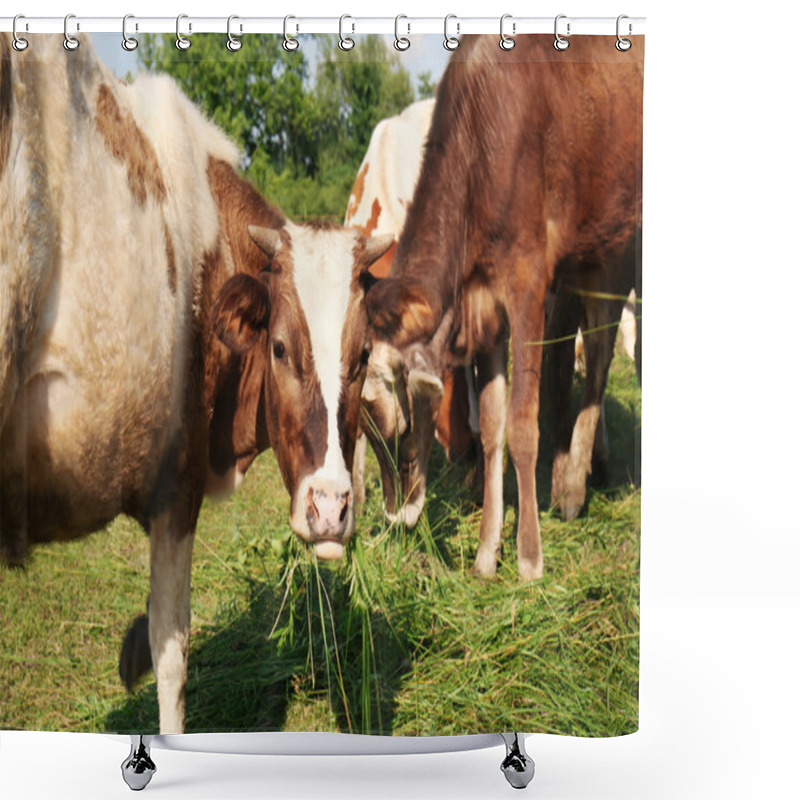 Personality  Cows on the pasture shower curtains