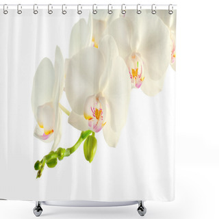 Personality  Branch Of White Orchid On White Background Shower Curtains