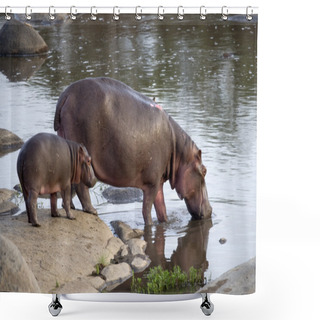 Personality  Hippo And Her Cub, Serengeti, Tanzania, Africa Shower Curtains