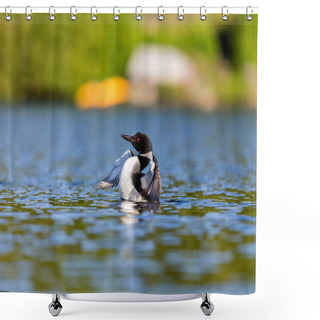 Personality  Common Loon, Quebec Canada. Shower Curtains