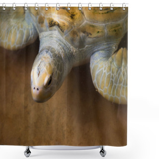 Personality  Beautiful Sea Turtle Shower Curtains