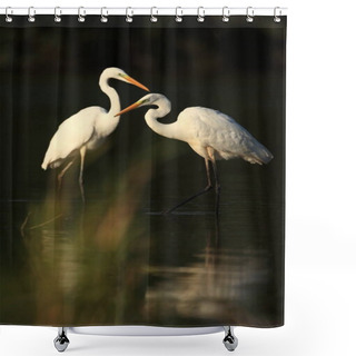 Personality  Ardea Alba. The Wild Nature Of The Czech Republic. Spring Glances. Beautiful Nature Of Europe. Big Bird In Water. Green Color In The Photo. Nice Shot. Shower Curtains
