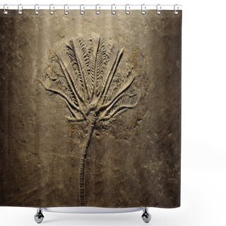 Personality  Fern Fossils Shower Curtains