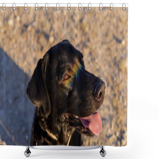 Personality  Cute Funny Black Labrador Dog With A Colorful Rainbow Gay Flag Reflection On His Eyes. Pride Festivity Concept. Lifestyle Outdoors. LGBT. Love Is Love Shower Curtains