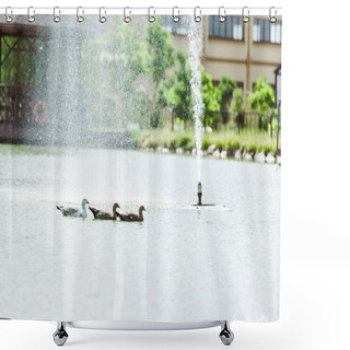 Personality  Drops Near Fountain Falling While Black Swans Swimming In Pond  Shower Curtains