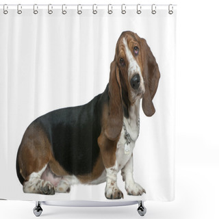 Personality  Basset Hound, 22 Months Old, Sitting In Front Of White Background Shower Curtains