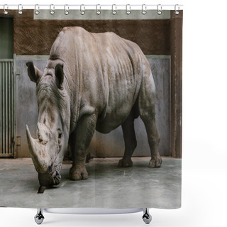Personality  Close Up Shot Of Endangered White Rhino Standing At Zoo  Shower Curtains