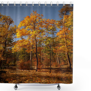 Personality  Trees With Yellow And Green Leaves In Autumnal Park At Day  Shower Curtains