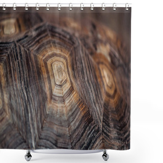 Personality  Close Up View Of Turtle Textured Brown Shell Shower Curtains