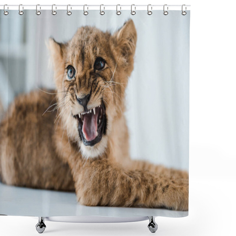 Personality  cute lion cub growling while lying on table in veterinary clinic shower curtains