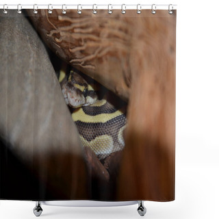 Personality  Python Ball Regius Shower Curtains