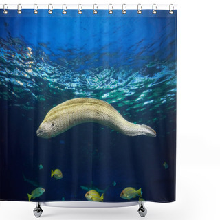 Personality  Moray Hunting Underwater Shower Curtains