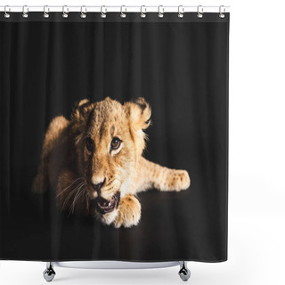 Personality  Adorable Lion Cub Lying Isolated On Black Shower Curtains